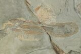 Partial Giant Radiodont (Aegirocassis), Xiphosurida & Trilobite #212391-3